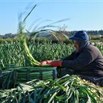 Eurostat: Μόλις το 17,2% της αγροτικής γης στην ΕΕ βρίσκεται στα χέρια γυναικών