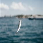 Βαλτική Θάλασσα: Τα νέα όρια αλιευμάτων για το 2027 με γνώμονα την αποκατάσταση των ιχθυαποθεμάτων