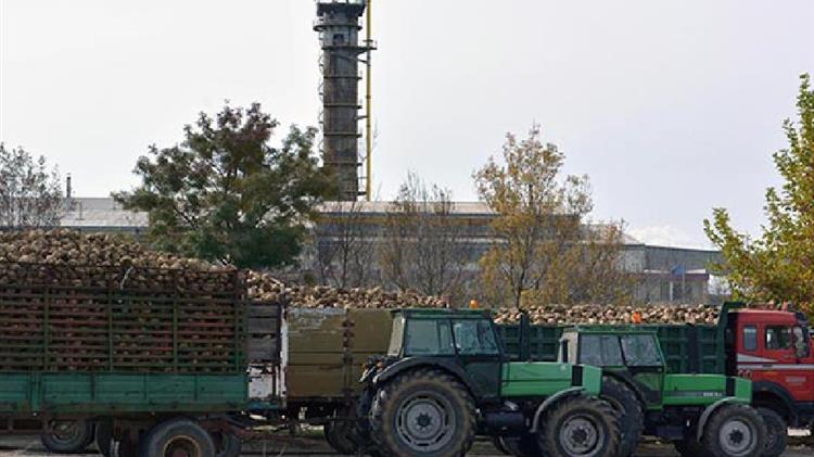  «Σε οριακό σημείο οι Έλληνες παραγωγοί ζαχαρότευτλων»