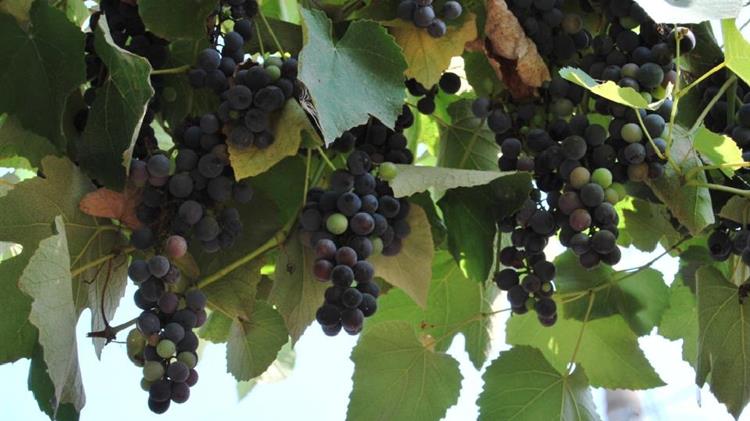 Πρόγραμμα πρώιμης συγκομιδής οινοποιήσιμων αμπελώνων