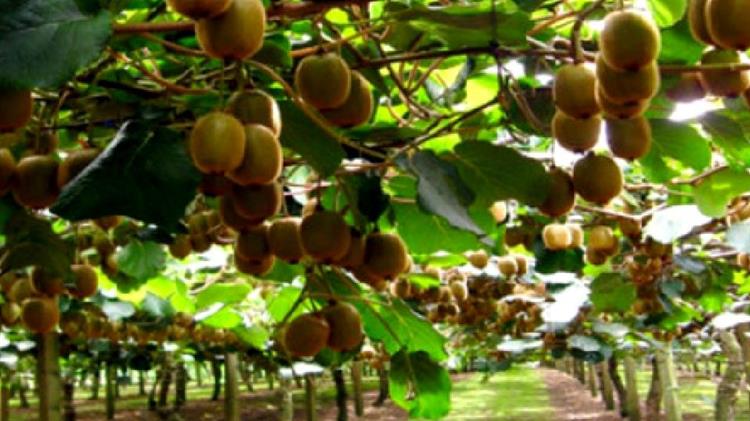 Άνοιγμα της αχανούς κινεζικής αγοράς στα ελληνικά προϊόντα