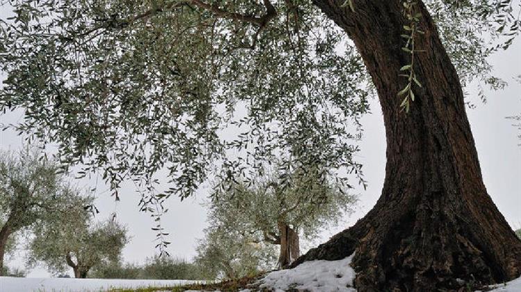 ΑΡ.ΣΥ: Να αποζημιωθούν οι αγρότες από τις καταστροφές λόγω χιονοπτώσεων και παγετού