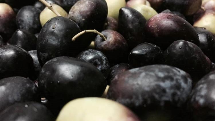 Τιμές αγοράς επιτραπέζιων ελιών σοδειάς 2018