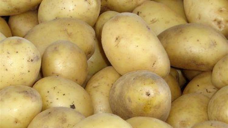 Οι ακμάζουσες πατάτες της Ινδίας: Καλλιέργεια και προκλήσεις