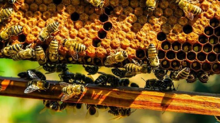 Οι μέλισσες είναι ζωτικής σημασίας για το περιβάλλον