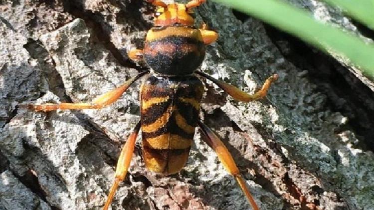 Κόβουν τις μουριές λόγω εντόμου στο Ηράκλειο