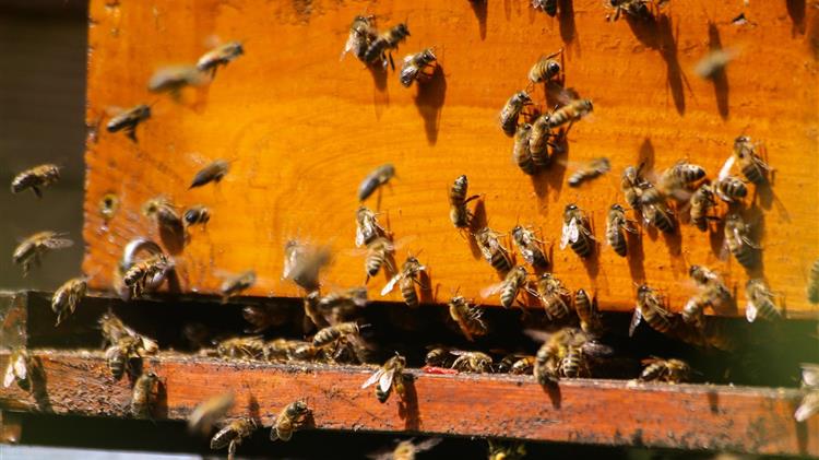 Η ΕΕ εισήγαγε 173.400 τόνους μελιού από χώρες εκτός ΕΕ