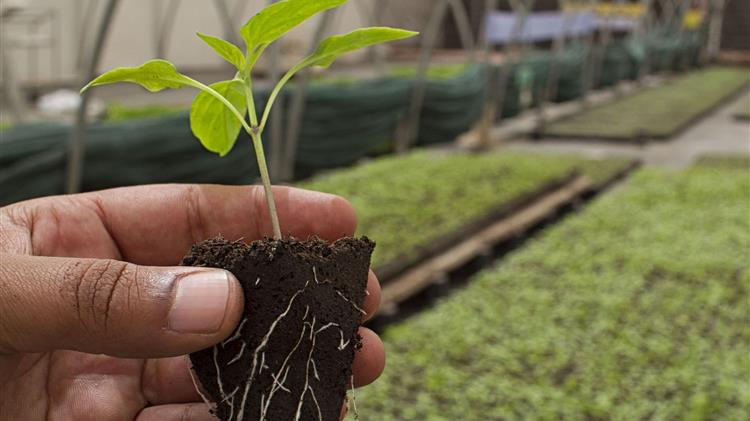 Έκδοση αδείας φυτωριακής επιχείρησης  