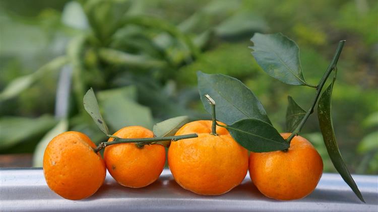 Ρεκόρ εξαγωγών σε ακτινίδια & μανταρίνια