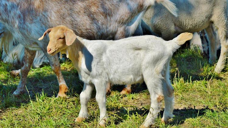 ΟΠΕΚΕΠΕ: ετήσια απογραφή του ζωικού κεφαλαίου των εκμεταλλεύσεων αιγοπροβάτων