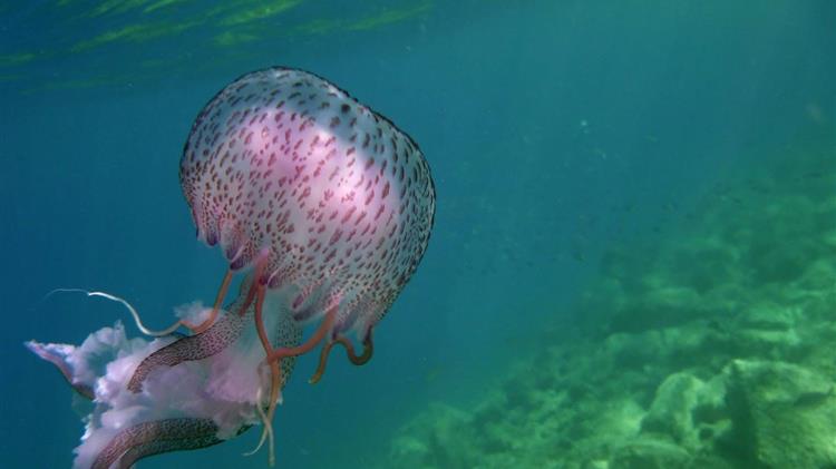 Το φαινόμενο των μεδουσών