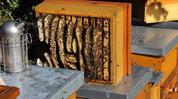 Στη Αίγυπτο για τη μελισσοκομία βρέθηκαν ερευνητές Μπενάκειου Φυτοπαθολογικού Ινστιτούτου