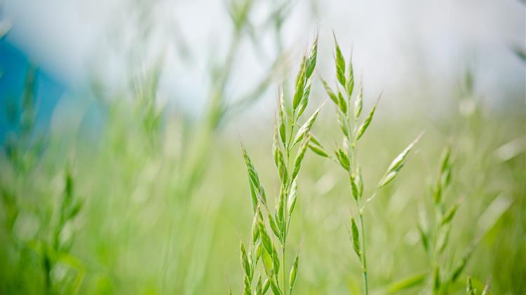  Οι αγρότες ανησυχούν για την αναθεώρηση του προϋπολογισμού της Κοινής Αγροτικής Πολιτικής