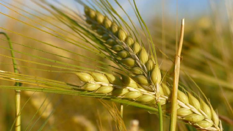 Η νιτρορύπανση μπλόκαρε τις συνδεδεμένες ενισχύσεις