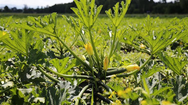 Βιοκαλλιεργητές:  δεν αναγνωρίσατε λάθη και εάν το είχατε κάνει θα είχαν λυθεί αρκετά προβλήματα