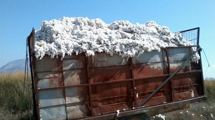 Παράταση της εκκοκκιστικής περιόδου ζητά η ΔΟΒ από τον Υπουργό ΥΠΑΑΤ