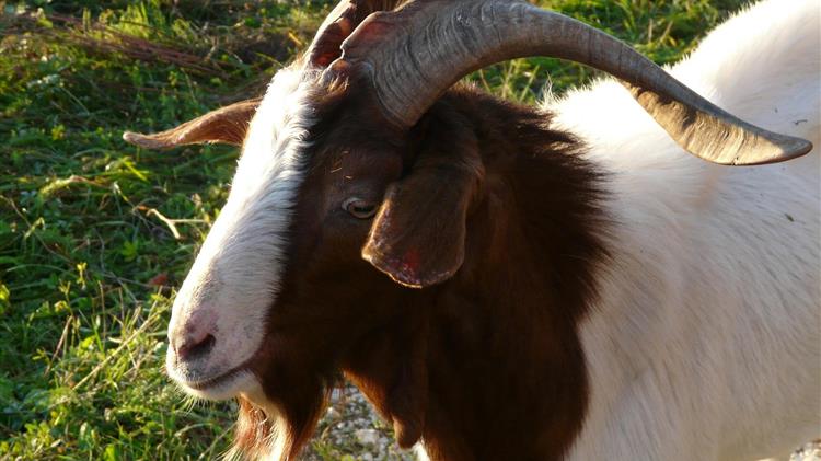Έκτακτη ενίσχυση για την οικονομική ενδυνάμωση της κτηνοτροφικής παραγωγής στον νησιωτικό χώρο