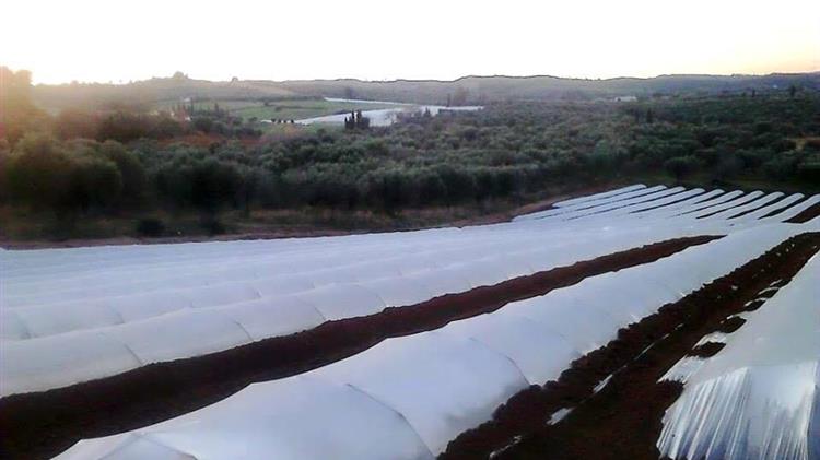 Πρόστιμα- “φωτιά” καλούνται να πληρώσουν παραγωγοί θερμοκηπιακών προϊόντων 