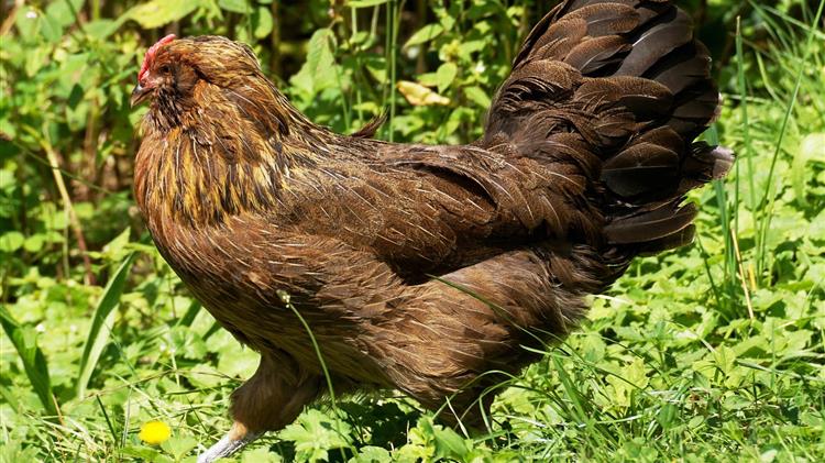 Οξεία επιδείνωση της γρίπης των πτηνών στην Ευρωπαϊκή Ένωση