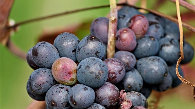 Πορτογαλία: επιδιώκει την διεθνοποίηση των ποικιλιών της σταφυλικής παραγωγής της