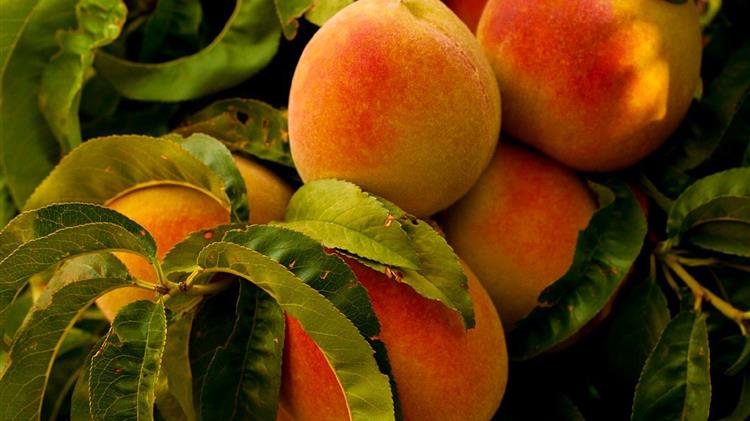 Έκδοση 2ης πρόσκλησης για την υποβολή αιτήσεων στήριξης της Δράσης 10.1.08 