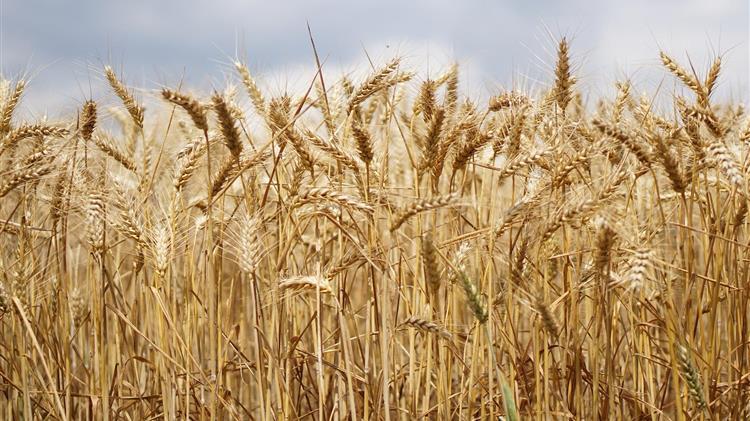 Οι μείωση των εξαγωγών σιταριού από Ρωσία-Ουκρανία προκαλεί ανησυχία στις φτωχές χώρες