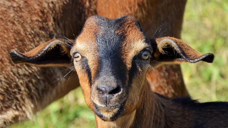 Ολοκληρώθηκε η αξιολόγηση των αιτήσεων για τις αυτόχθονες φυλές