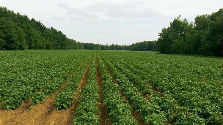 «Πρωτοφανής Ανευθυνότητα της Συγκυβέρνησης με το πλασματικό ΑΤΑΚ στο ΟΣΔΕ 2018-Ορατός Κίνδυνος απώλειας επιδοτήσεων» 