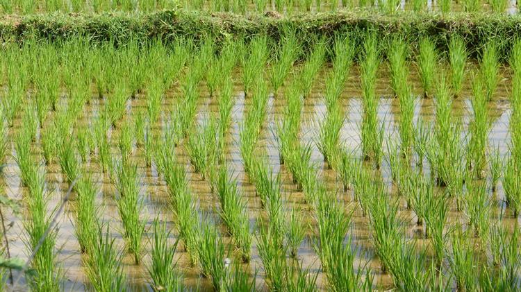 Απόφαση Ένταξης Πράξεων στο Μέτρο 11 “Βιολογικές καλλιέργειες”