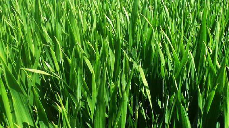 Αποκλεισμός φυτικής παραγωγής και νέων καλλιεργειών - μεγάλες ανισότητες στους Κτηνοτρόφους 