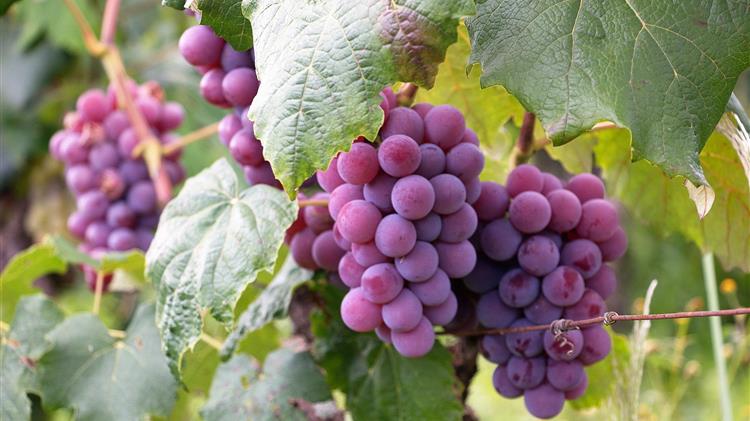 Ασθένειες και Εχθροί του Αμπελιού