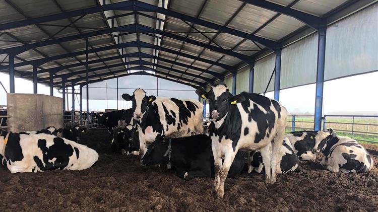 Μέτρα για την αναχαίτιση της φθίνουσας πορείας της ελληνικής αγελαδοτροφίας