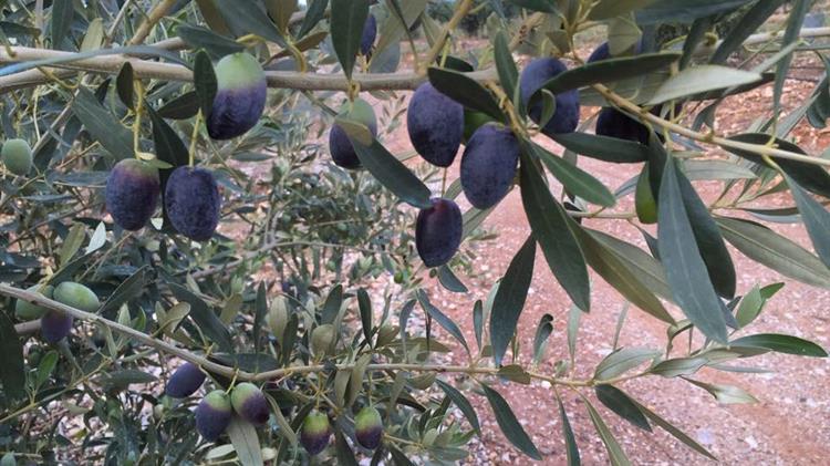 Η ανομβρία καταστρέφει καλλιέργειες
