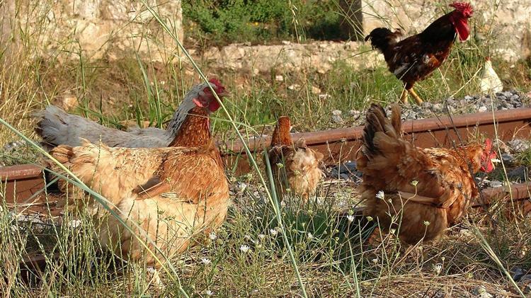 Ιωάννινα: Επιφυλακή για τη γρίπη των πτηνών μετά τα κρούσματα στη Βουλγαρία