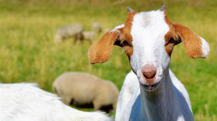 Το σκάνδαλο των εξισωτικών αποζημιώσεων 2013-2014 στο Ευρωκοινοβούλιο 