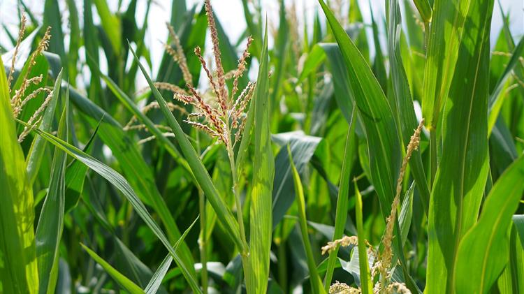 Παραγωγή Θερμικής Ενέργειας με φύλλα καλαμποκιού