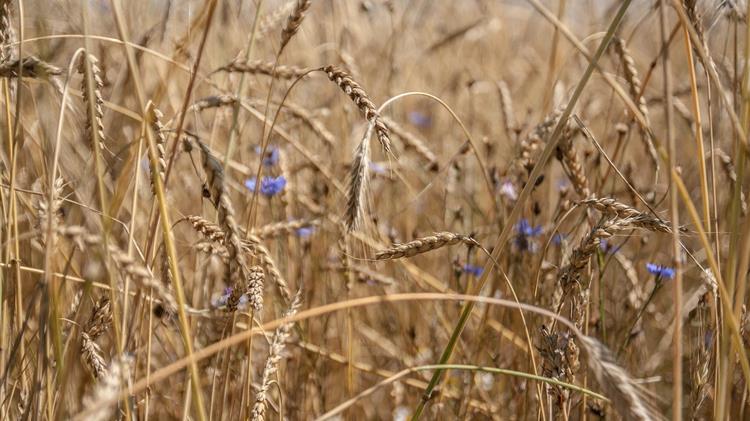 Σημαντικές ζημιές στα δημητριακά