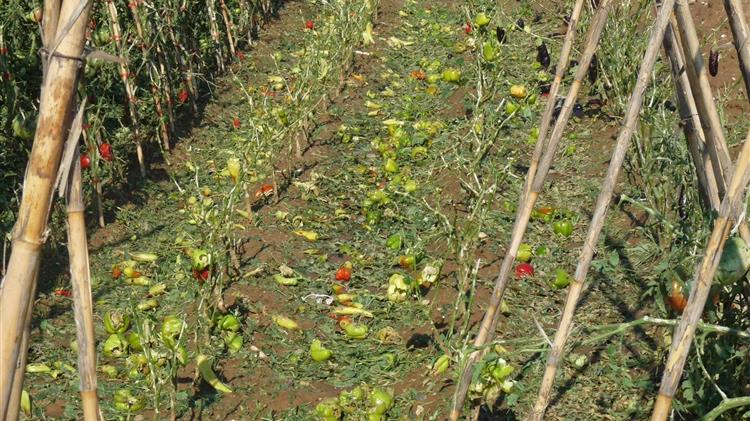  ΕΟΑΣΚ: για τις ζημιές σε καλλιέργειες από το χαλάζι