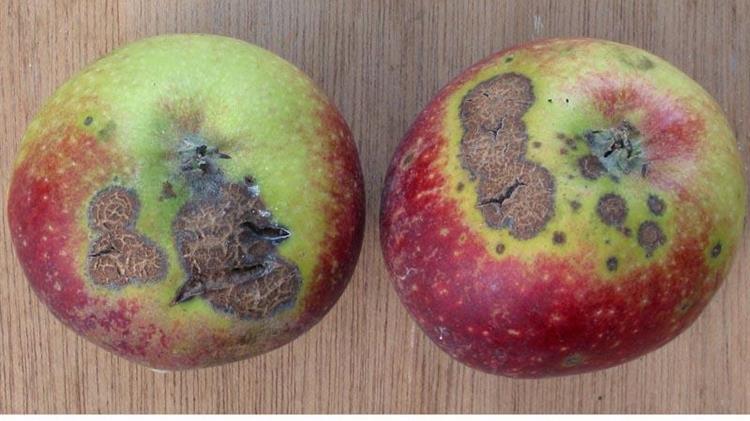 Γεωργικές προειδοποιήσεις για το Φουζικλάδι Μηλιάς – Αχλαδιάς