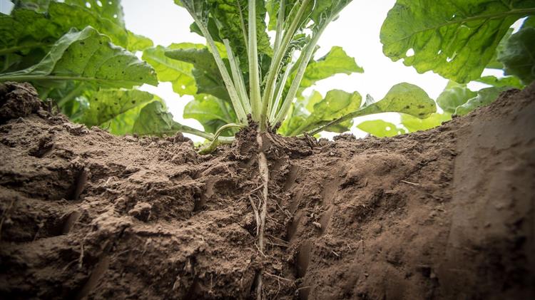 Συνδεδεμένες: καθορίστηκε το ύψος ενίσχυσης σε 7 προϊόντα