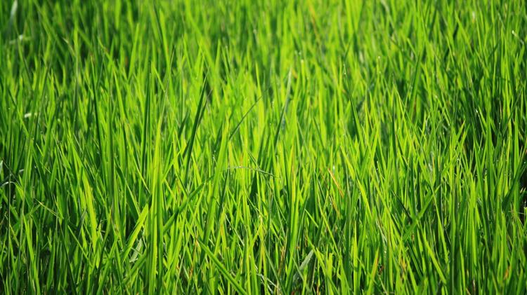 Κεντρική Μακεδονία: Σοβαρά προβλήματα με τους ορυζώνες