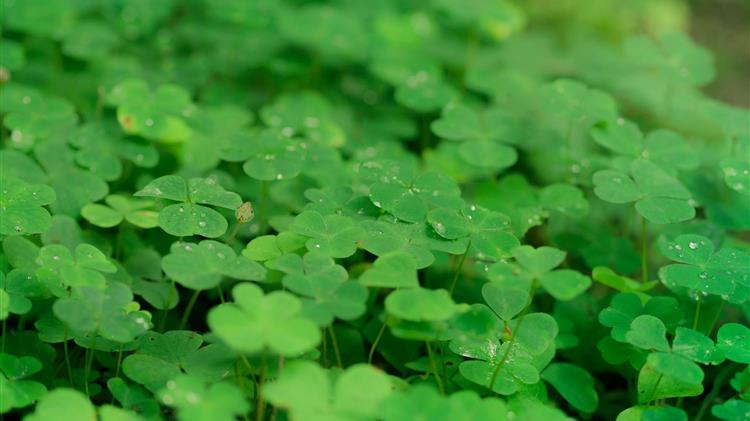 Έβρος: Έως αύριο οι δηλώσεις από τους παραγωγοί τριφυλλιού