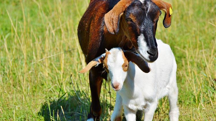 Συλλαλητήριο θα πραγματοποιήσουν αύριο οι κτηνοτρόφοι