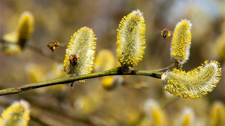 Η ΕΕ εγκαινιάζει πρωτοβουλία επικονίασης για να σώσει τις μέλισσες μας