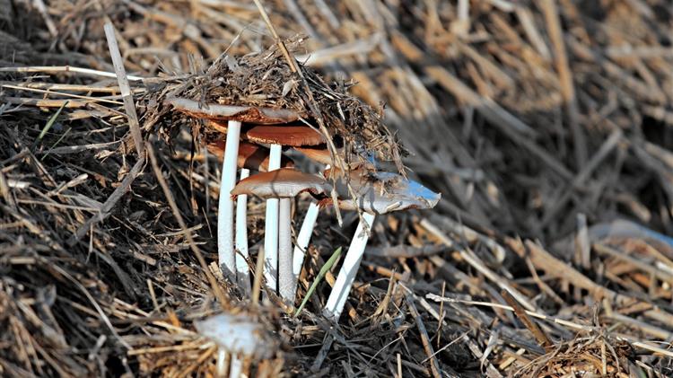 Εξαγωγές μανιταριών: Τι κερδίζουν οι Τούρκοι αγρότες σε σχέση με τους Έλληνες 