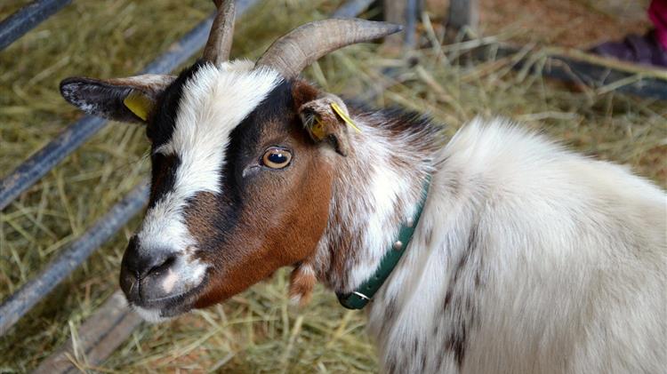 Αναγκαία η στήριξη της Δημόσιας Κτηνιατρικής