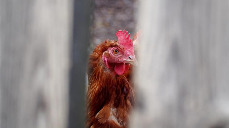 Ε.Ε.: Ενέκρινε 14 εκατ. ευρώ αποζημιώσεων στη Πολωνία για ζημιές από τη γρίπη των πτηνών
