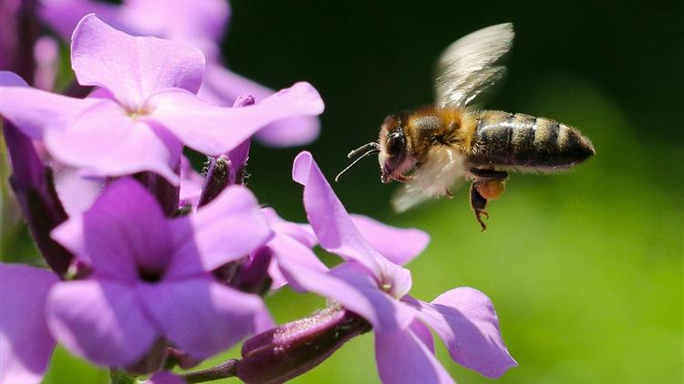 Προστασία μελισσών από χημικούς ψεκασμούς