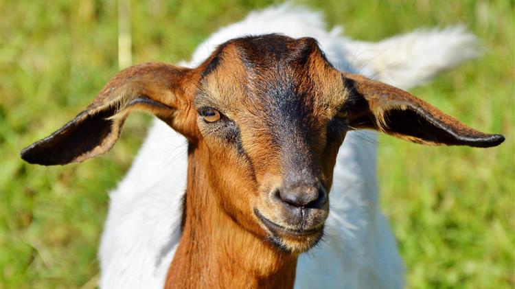 Νέο κρούσμα καταρροϊκού στη Λέσβο