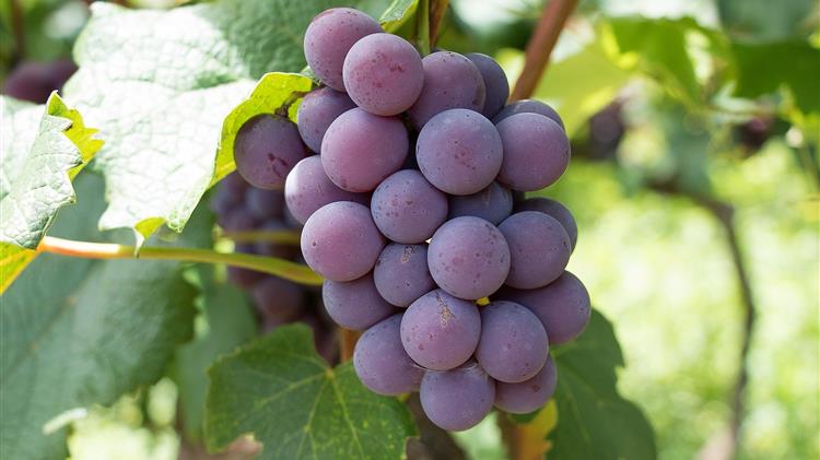 Η Γερμανία καταγράφει ρεκόρ στην παραγωγή οίνου